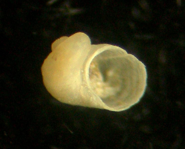 sinezona cingulata